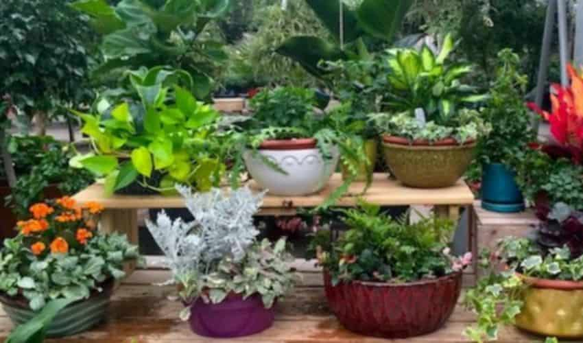 Martin Garden Center, Greenville, SC