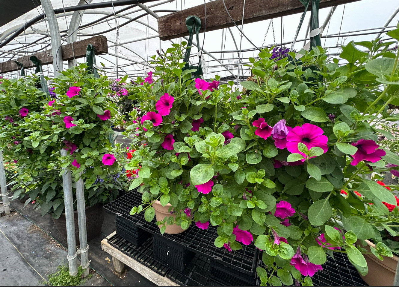Omalley's Greenhouse & Gifts, Montello, WI
