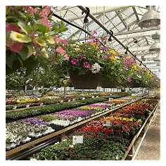 Salama Greenhouse, Boone, IA