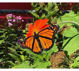 Whispering Gardens, Cottage Grove, MN