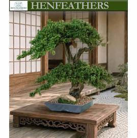 Omiya Style Double Double Bonsai