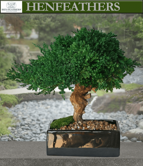 Single Omiya Style Preserved Bonsai