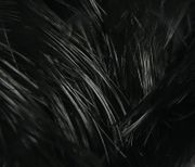 Golden pheasant body feathers