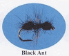Black Ant