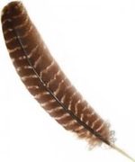 Bleached barred Turkey Wing Quills