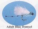 Blue Damsel Adult