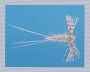 Callibaetis Spinner