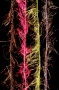 Cascade/Crest Hackle Flash