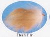 Flesh Fly