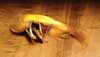 Golden Pheasant Crests