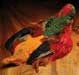 Golden Pheasant Skins OUT OF STOCK UNTIL FURTHER NOTICE