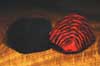 Golden Pheasant Tippets