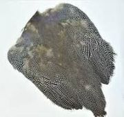 Guinea skin