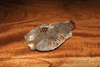 Natural Hungarian Partridge Skin #1