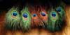 Peacock Eyed Tails