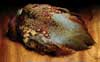Ringneck Pheasant Skin-No Tail