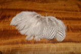 Silver Pheasant Feathers