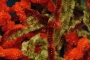 Sparkle Chenille with Silver Core