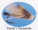 Turck's Tarantula
