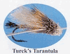 Turck's Tarantula