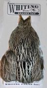 Whiting Brahma Hen Capes