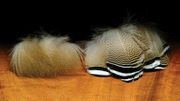 Wood Duck Flank Feathers