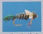 Zug Bug Thorax Bead