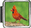 Cardinal Italian Charm