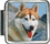 Husky Photo Italian Charm