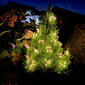 Allsop Starry Night Solar String Lights