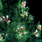 Allsop Starry Night Solar String Lights