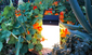 Les Jardins Bump Solar Lantern - Red