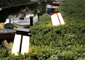 Les Jardins Bump Solar Lantern - Red