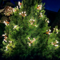 Allsop Starry Night Solar String Lights