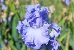 Absolute Treasure Absolute Treasure