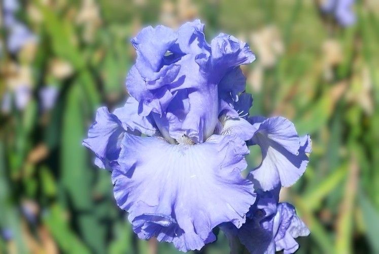 Absolute Treasure Tall Bearded Iris