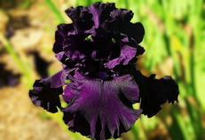 All Night Long All Night Long