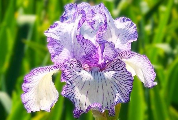 Autumn Circus (Rebloomer)