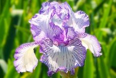Autumn Circus Reblooming Iris
