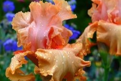 Autumn Riesling Autumn Riesling