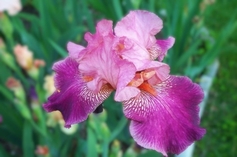 Autumn Rose (Rebloomer) Autumn Rose (Rebloomer)