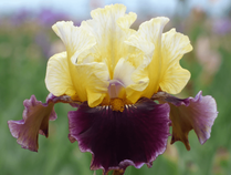 Banana Wind Banana Wind