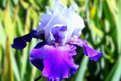 Best Bet    (Rebloomer)