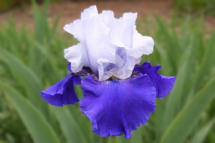 Best Bet Reblooming Iris