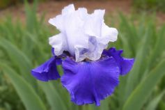 Best Bet Reblooming Iris