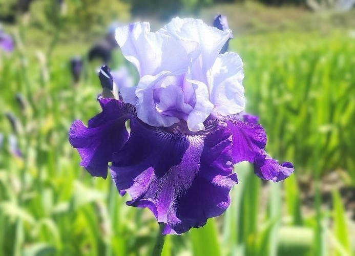 Best Bet - Reblooming Iris