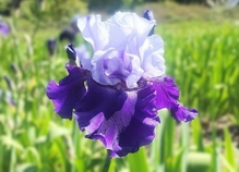 Best Bet - Reblooming Iris