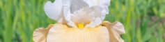 SHOP BI-COLOR IRISES