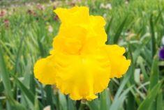 Big As The Moon Big As The Moon