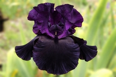 Black is Black Black is Black
